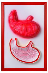 Барельефная модель "Желудок" - fgospostavki.ru - Казань