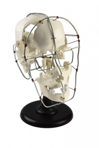 Кости черепа человека смонтированные - fgospostavki.ru - Казань