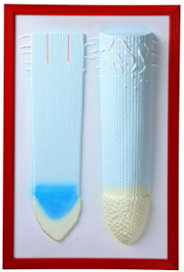 Барельефная модель "Клеточное строение корня" - fgospostavki.ru - Казань