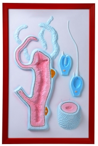 Барельефная модель "Строение гидры" - fgospostavki.ru - Казань