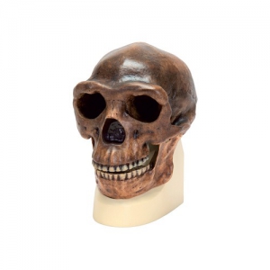 Модель черепа синантропа - fgospostavki.ru - Казань