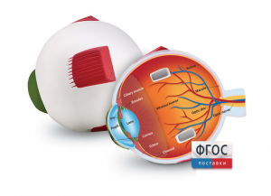 Модель глаза человека (анатомическая) - fgospostavki.ru - Казань