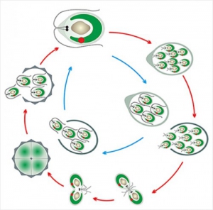 Модель-аппликация Размножение одноклеточной водоросли - fgospostavki.ru - Казань