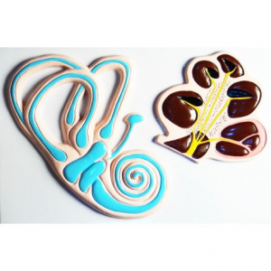 Модель барельефная "Ухо человека". Вариант 2 - fgospostavki.ru - Казань