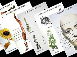 Таблицы по природоведению 1-3 класс (46 штук, формат А2) - fgospostavki.ru - Казань
