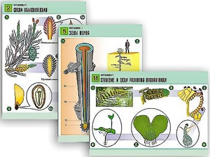 Комплект таблиц по биологии демонстрационных "Ботаника 1" (12 таблиц, формат А1, ламинированные) - fgospostavki.ru - Казань