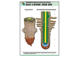 Рельефная таблица "Внешнее и внутреннее строение корня" (формат А1, матовое ламинирование) - fgospostavki.ru - Казань