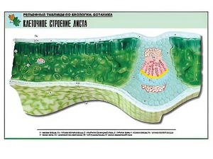 Рельефная таблица "Клеточное строение листа" (формат А1, матовое ламинирование) - fgospostavki.ru - Казань