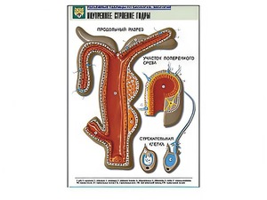 Рельефная таблица "Внутреннее строение гидры" - fgospostavki.ru - Казань