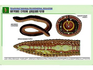 Рельефная таблица "Внутреннее строение дождевого червя" (формат А1, матовое ламинирование) - fgospostavki.ru - Казань