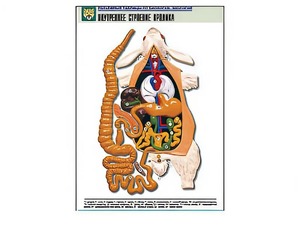 Рельефная таблица "Внутреннее строение кролика" (формат А1, матовое ламинирование) - fgospostavki.ru - Казань