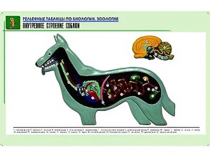 Рельефная таблица "Внутреннее строение собаки" (формат А1, матовое ламинирование) - fgospostavki.ru - Казань