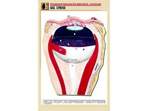 Рельефная таблица "Глаз. Строение" (формат А1, матовое ламинирование) - fgospostavki.ru - Казань