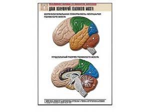 Рельефная таблица "Доли полушарий головного мозга" (формат А1, матовое ламинирование) - fgospostavki.ru - Казань