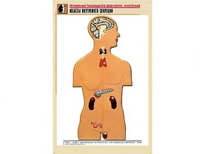 Рельефная таблица "Железы внутренней секреции" (формат А1, матовое ламинирование) - fgospostavki.ru - Казань