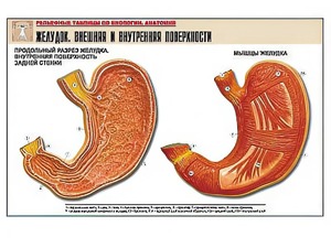 Рельефная таблица "Желудок. Внешняя и внутренняя поверхности" (формат А1, матовое ламинирование) - fgospostavki.ru - Казань