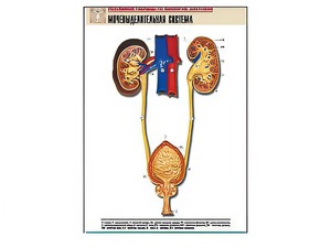Рельефная таблица "Мочевыделительная система" (формат А1, матовое ламинирование) - fgospostavki.ru - Казань