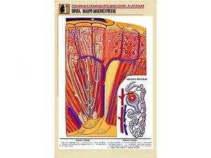 Рельефная таблица "Почка. Макро-микростроение" (формат А1, матовое ламинирование) - fgospostavki.ru - Казань