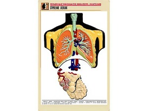Рельефная таблица "Строение легких" (формат А1, матовое ламинирование) - fgospostavki.ru - Казань