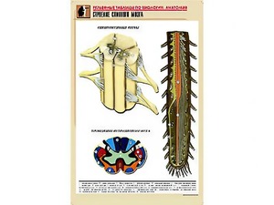 Рельефная таблица "Строение спинного мозга " (формат А1, матовое ламинирование) - fgospostavki.ru - Казань