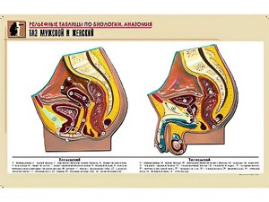 Рельефная таблица "Таз мужской и женский" (формат А1, матовое ламинирование) - fgospostavki.ru - Казань