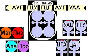 Модель-аппликация "Биосинтез белка" (ламинированная) - fgospostavki.ru - Казань
