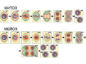 Модель-аппликация "Деление клетки. Митоз и мейоз" (ламинированная) - fgospostavki.ru - Казань
