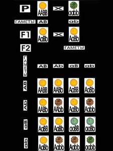 Модель-аппликация "Дигибридное скрещивание" (ламинированная) - fgospostavki.ru - Казань