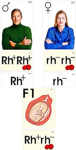 Модель-аппликация "Наследование резус-фактора" (ламинированная) - fgospostavki.ru - Казань