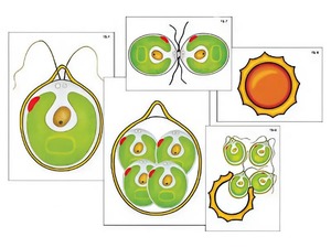 Модель-аппликация "Размножение одноклеточной водоросли" (ламинированная) - fgospostavki.ru - Казань