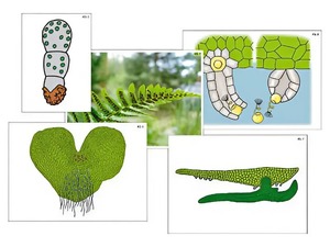 Модель-аппликация "Размножение папоротника" (ламинированная) - fgospostavki.ru - Казань