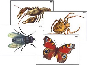 Модель-аппликация "Разнообразие беспозвоночных" (ламинированная) - fgospostavki.ru - Казань