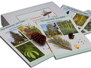 Коллекция "Голосеменные растения" - fgospostavki.ru - Казань