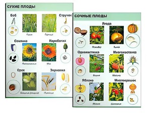 Коллекция "Семена и плоды" - fgospostavki.ru - Казань