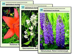 Гербарий фотографический "Основные группы растений" - fgospostavki.ru - Казань