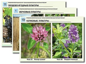 Гербарий фотографический "Сельскохозяйственные растения России" - fgospostavki.ru - Казань