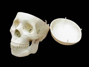 Модель "Череп человека" - fgospostavki.ru - Казань