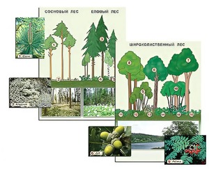 Гербарий фотографический "Растительные сообщества. Лес" (раздаточный) - fgospostavki.ru - Казань