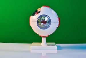 Модель глаза - fgospostavki.ru - Казань