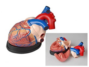 Модель сердца в разрезе (демонстрационная) - fgospostavki.ru - Казань