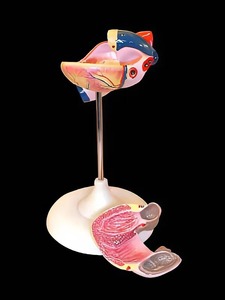 Модель сердца (лабораторная) - fgospostavki.ru - Казань