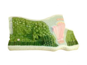 Модель строения листа - fgospostavki.ru - Казань