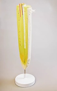 Модель строения корня - fgospostavki.ru - Казань