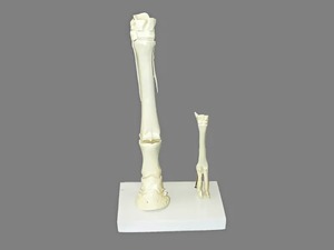 Модель "Скелет конечностей лошади и овцы" (на подставке) - fgospostavki.ru - Казань