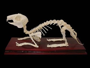 Скелет кролика - fgospostavki.ru - Казань