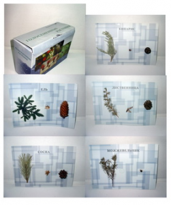 Коллекция "Голосеменные растения" - fgospostavki.ru - Казань