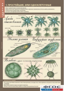 Комплект таблиц. Биология 7 класс. Животные. - fgospostavki.ru - Казань