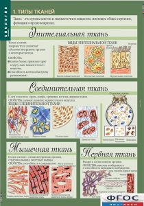 Комплект таблиц. Биология 8-9 класс. Человек. - fgospostavki.ru - Казань