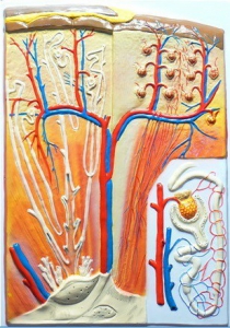 Модель барельефная "Почка" (макро-микростроение) - fgospostavki.ru - Казань