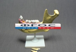 Модель "Челюсть разборная" - fgospostavki.ru - Казань